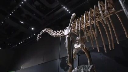 地上最大の生き物「竜脚類」の謎に迫る　福井県立恐竜博物館特別展が10日開幕　全長19ｍ、日本初公開の全身骨格も展示