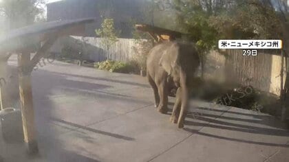 アメリカで脱走劇　園内の植物をむさぼるゾウと3日間逃げ続けるカンガルー