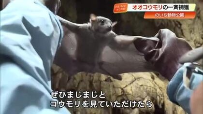 「クリクリお目目」のいち動物公園で日本一の飼育数・367匹のオオコウモリを一斉捕獲！【高知】