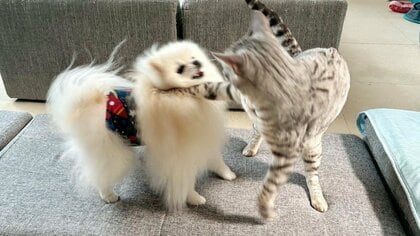 「喉入ってるってば！」猫から鋭いチョップをくらった犬の表情がたまらない…反撃はしたのかその後を聞いた