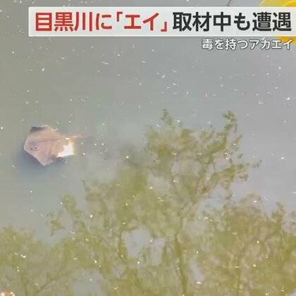 目黒川に「エイ」 エサ求めてやってきた？尻尾に“毒”「むやみに触らないで」専門家が注意喚起　
