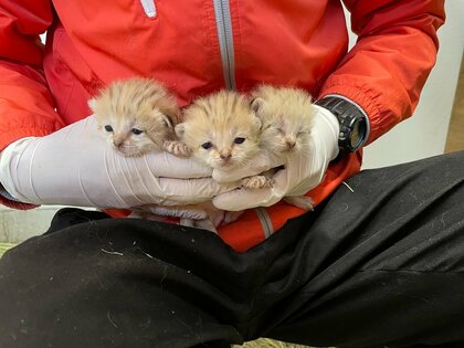 「カワイイのかたまり」スナネコの赤ちゃん3匹が那須どうぶつ王国で誕生! “砂漠の天使”の今後を聞いた