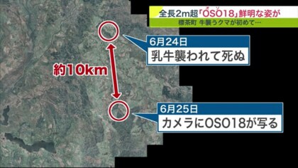 忍者グマ」 OSO18 ついに