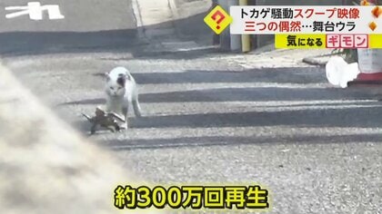 逃げるネコ 慌てて跳び逃げる。 : 猫写真家・沖 昌之のブログ 野良ねこちゃんねる。