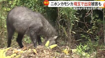 天然記念物「ニホンカモシカ」埼玉で出没相次ぐ 農作物に被害も「猟友