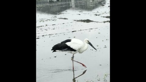 電柱の巣で生まれたコウノトリ　田んぼでバッタやカエルなど2時間の食事　足環の色から3年前に巣立ったメスの可能性
