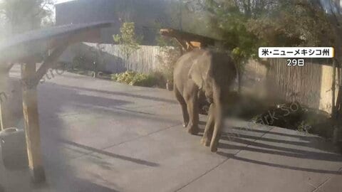アメリカで脱走劇　園内の植物をむさぼるゾウと3日間逃げ続けるカンガルー