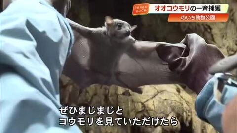 「クリクリお目目」のいち動物公園で日本一の飼育数・367匹のオオコウモリを一斉捕獲！【高知】