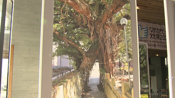 「奈良尾のアコウ」(五島・奈良尾)