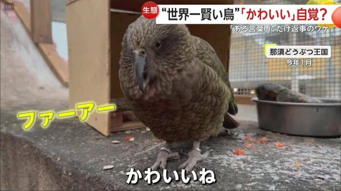呼びかけに答える鳥(映像提供:那須どうぶつ王国)