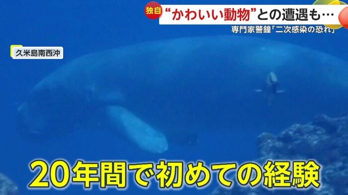 20年間で初めてジュゴンに遭遇したダイバー(映像提供:久米島ダイビングセンター SHIRAHAMA)