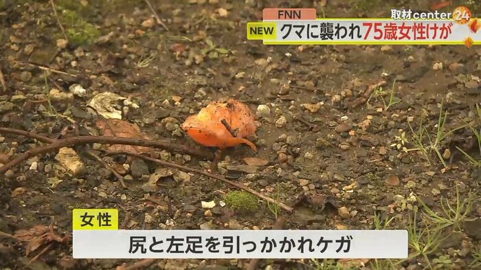 自宅近くで柿の実を取っていた75歳女性が体長約1メートルのクマに襲われ尻などけが