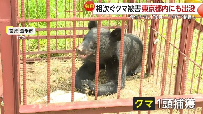 宮城・登米市で20日朝に捕獲されたクマ