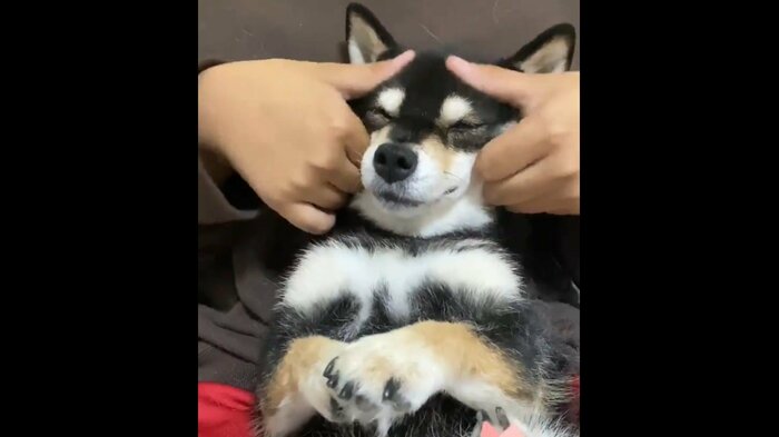 飼い主さんにマッサージをされてご満悦の様子