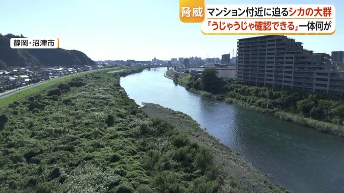 静岡・沼津市の河川敷