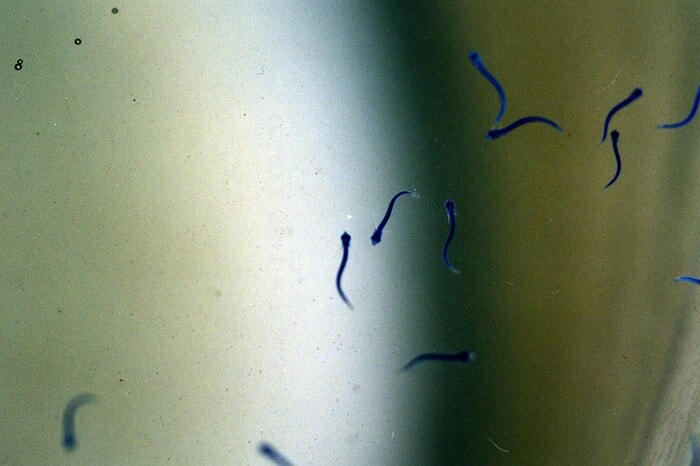 孵化直後の稚魚(画像提供:アクアマリンふくしま)