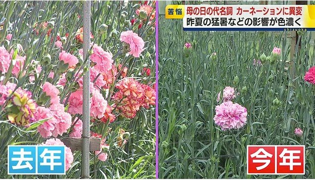 カーネーションの生育状況比較