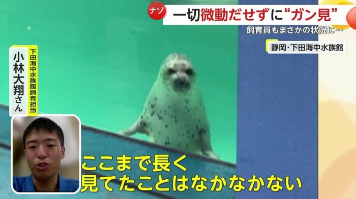 ガン見していた理由は謎(提供:下田海中水族館)