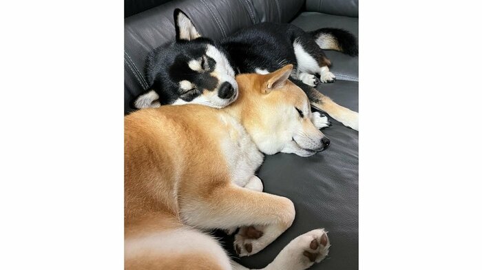 一緒に寝ている2匹