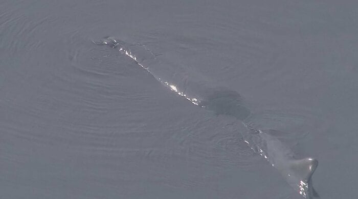 大阪湾に迷い込んだマッコウクジラ