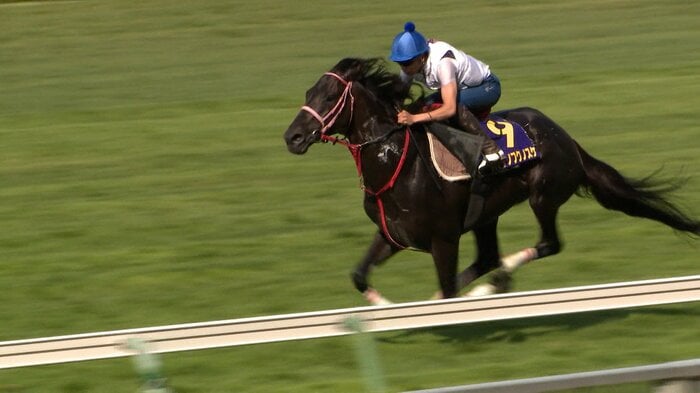 函館競馬場で最終追い切りを行うハヤテノフクノスケ