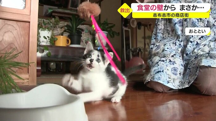 元気いっぱいの子猫