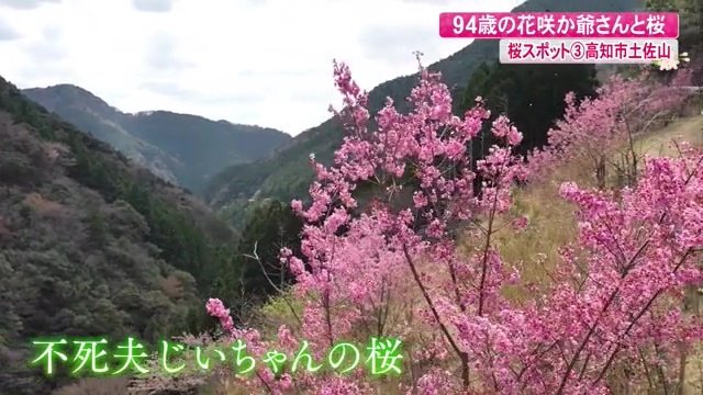 “花咲か爺”不死夫じいちゃんの桜