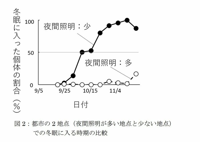 夜間照明が多い地点と少ない地点での冬眠に入る時期の比較(画像提供:摂南大学理工学部生命科学科 向井歩特任助教)