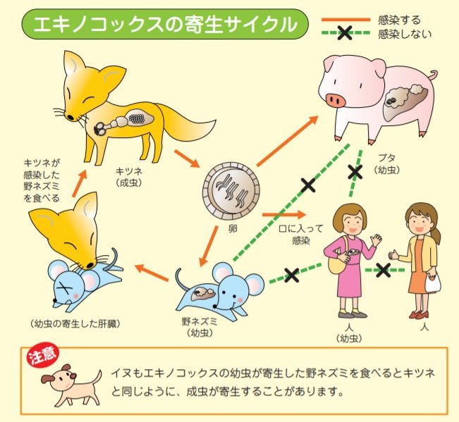 エキノコックスの寄生サイクル(出典:北海道保健福祉部「エキノコックス症かからないためのQ&A」)