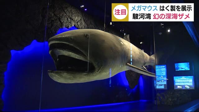幻の深海ザメ メガマウス はく製を新展示 静岡・沼津港深海水族館