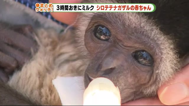 3時間おきにミルクちょーだい! シロテナガザルの赤ちゃん