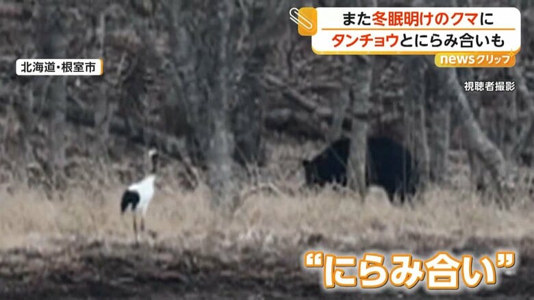 「出てきた！でかい」冬眠明けのクマと一歩も引かぬにらみ合い　北海道で出没相次ぎ高速横切り、列車横を走る姿も｜FNNプライムオンライン