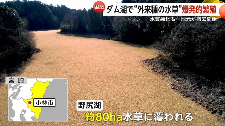 “厄介もの”特定外来生物「ボタンウキクサ」約2億1600万円かけて除去開始も…処分に課題「量が多いという一言に尽きる」　宮崎・小林市｜FNNプライムオンライン