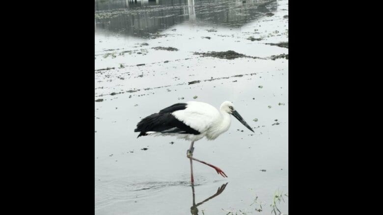 電柱の巣で生まれたコウノトリ 田んぼでバッタやカエルなど2時間の食事 足環の色から3年前に巣立ったメスの可能性|FNNプライムオンライン