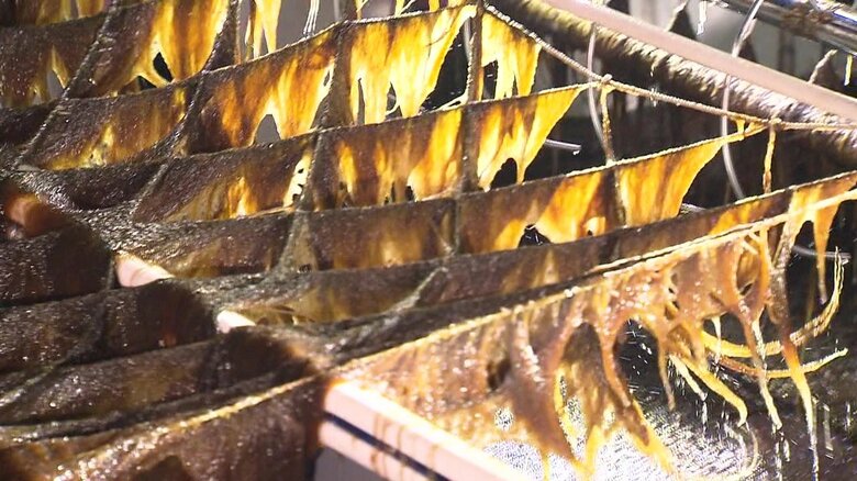 今季も“色落ち”が…有明海の養殖ノリに異変 雨が降らず海の栄養が不足 赤潮も発生「あきらめずに頑張るしかない」｜FNNプライムオンライン