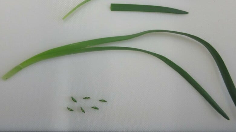 庭の畑で採ったスイセンを誤食、70代・80代夫婦が食中毒に　「アサツキと見分けが難しい」｜FNNプライムオンライン