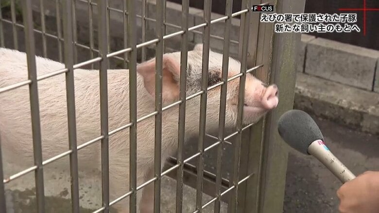 落とし物の「子豚のトントン」警察署から新たな飼い主の元へ　みんなを笑顔にする幸せの子豚◇ほか 「路上に現れた5匹の犬」「ペット向けマルシェ開催」｜FNNプライムオンライン