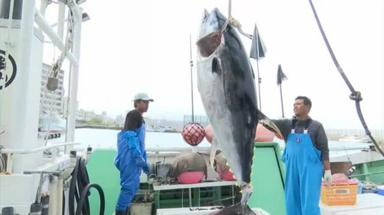 クロマグロの漁獲制限量に達するとして沖縄県が県内漁業者に採捕停止命令　資源保護の観点が理由｜FNNプライムオンライン