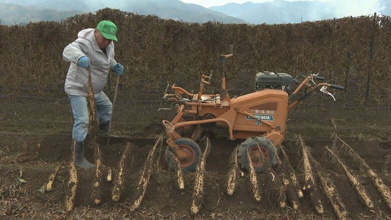 長芋の秋の収穫「秋掘り」が最盛期　長野・山形村｜FNNプライムオンライン