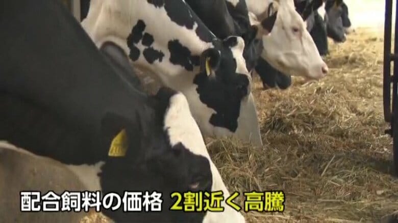 「諦める酪農家がどっと出てくる」飼料価格が20％高騰で悲鳴　円安・ウクライナ情勢が影響【佐賀発】