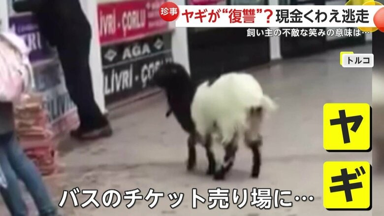 「お金食べちゃったよ」ヤギがバス乗車券カウンターに飛び乗り現金ムシャムシャ「代わりに復讐してくれた」と飼い主は不敵な笑み　トルコ｜FNNプライムオンライン