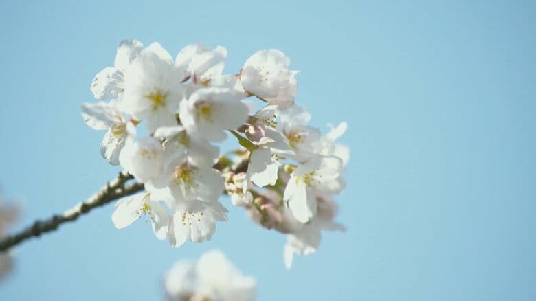 満開に咲き誇る千本桜 大阪・山中渓　世話をするのは“地域の人々” 伐採された木から”初めての花”開く【大阪発】｜FNNプライムオンライン