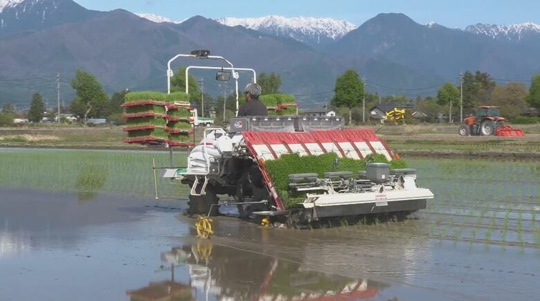 北アルプス望む水田にコシヒカリ　長野・安曇野市で田植え始まる「これからどう育っていくか楽しみ」　日中は天候回復　 最高気温は飯田23度、長野・諏訪20度｜FNNプライムオンライン
