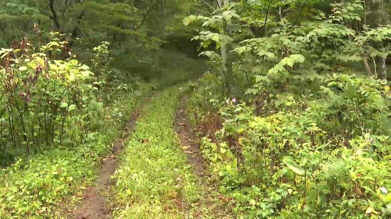 山林でクマの爪痕残る遺体発見　キノコ採りの73歳男性クマに襲われたか　岩手県北上市｜FNNプライムオンライン