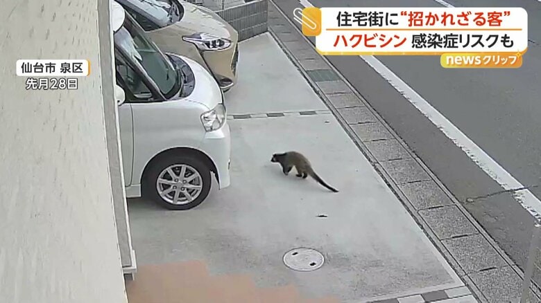 「イヌとかネコじゃない」住宅街に現れたハクビシン　屋根裏から侵入…空き家増加で住み着く恐れ　感染症リスクも　宮城・仙台市｜FNNプライムオンライン