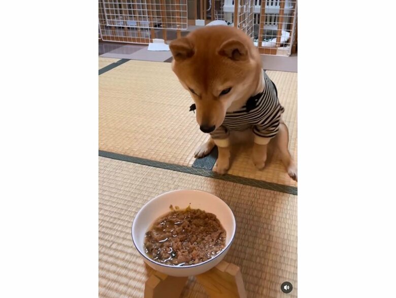 提供:豆柴 えだまめくんさん