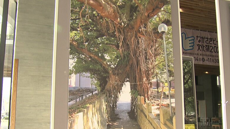 「奈良尾のアコウ」（五島・奈良尾）