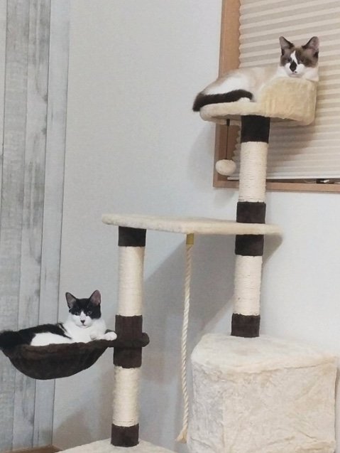 窓ベッドを購入する前のキャットタワー（提供：かふぇらてさん）