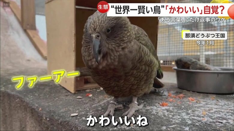 呼びかけに答える鳥（映像提供：那須どうぶつ王国）