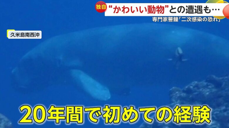 20年間で初めてジュゴンに遭遇したダイバー（映像提供：久米島ダイビングセンター SHIRAHAMA）